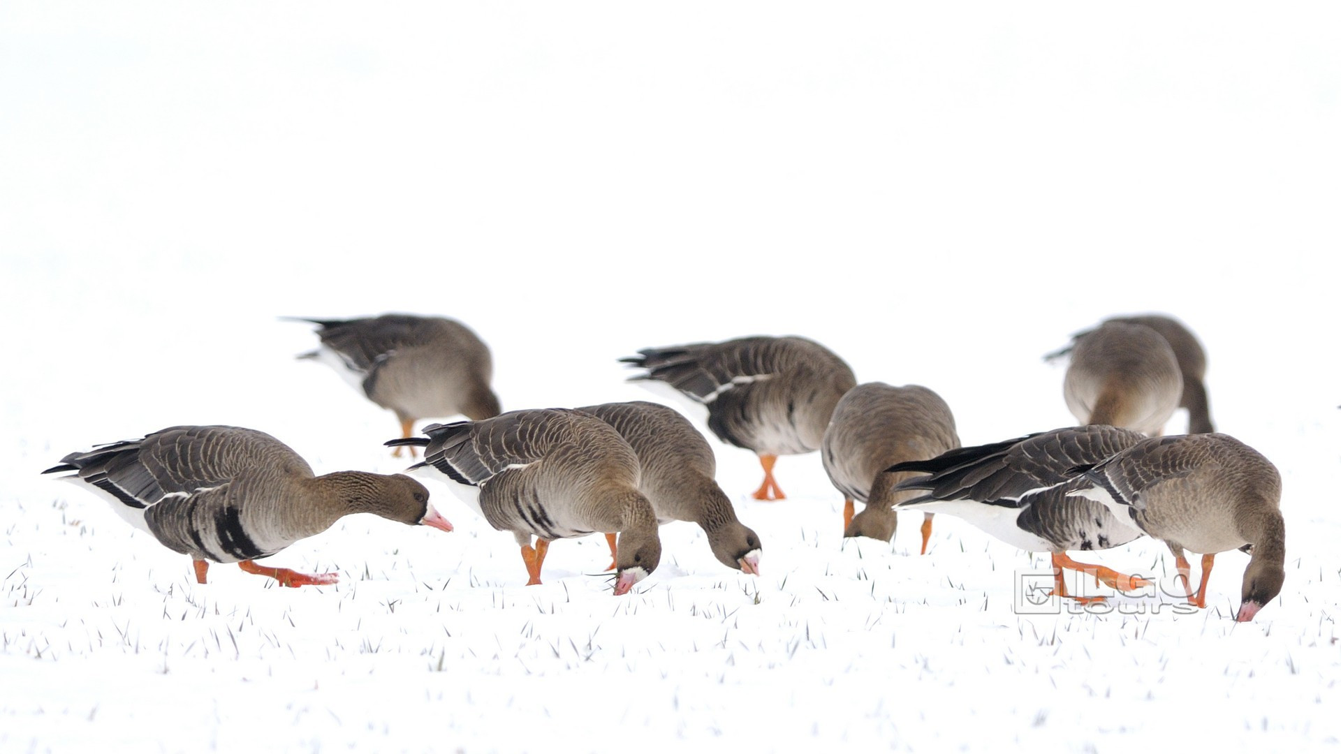 winter tours to dobrudja