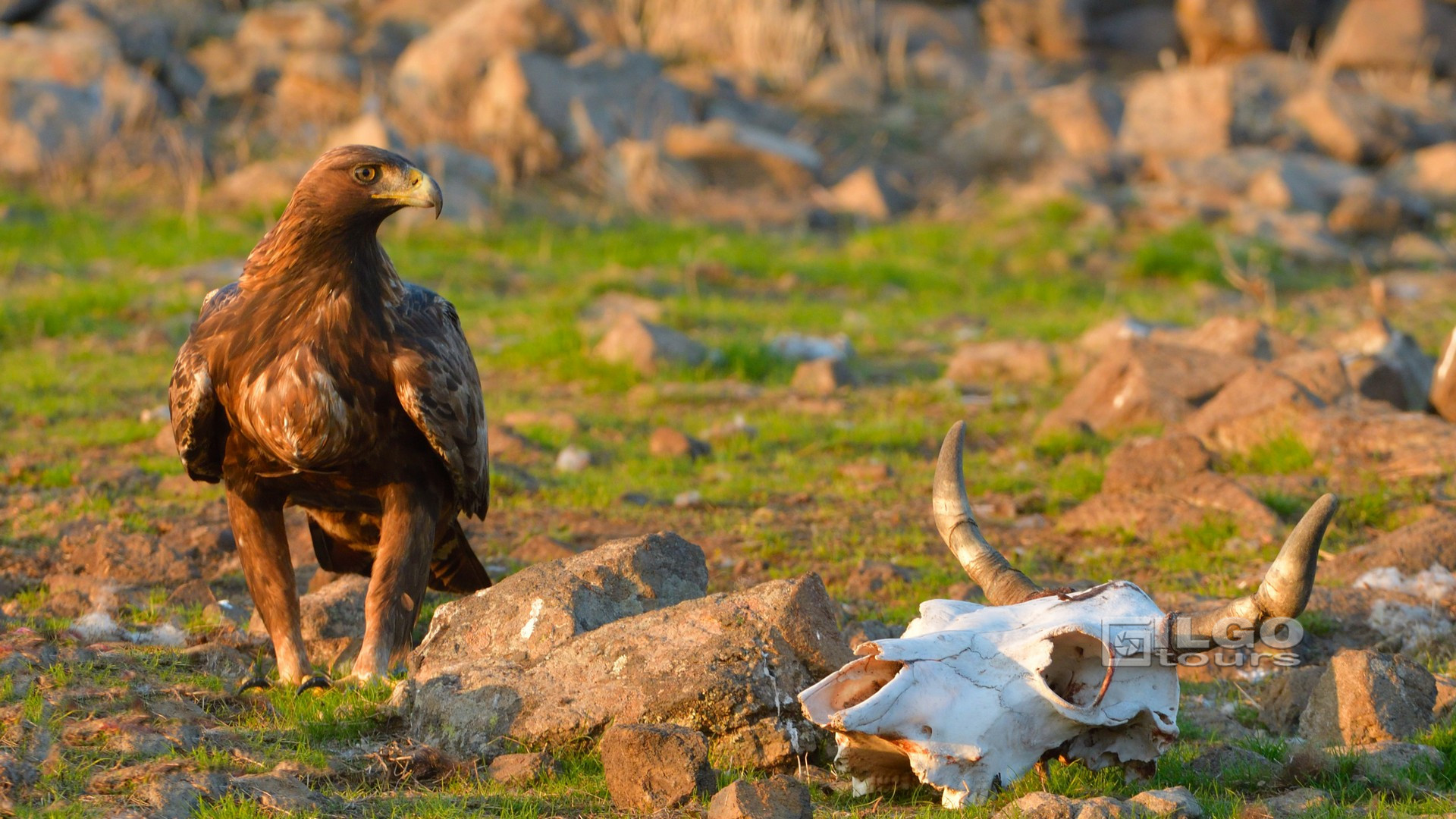 Golden Eagle Looking to a Cow Skull