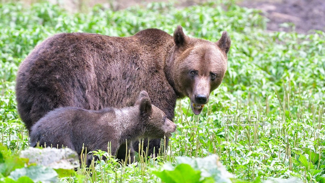 Brown Bear of Carpathians