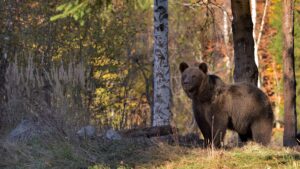 Adult Brown Bear in Romania