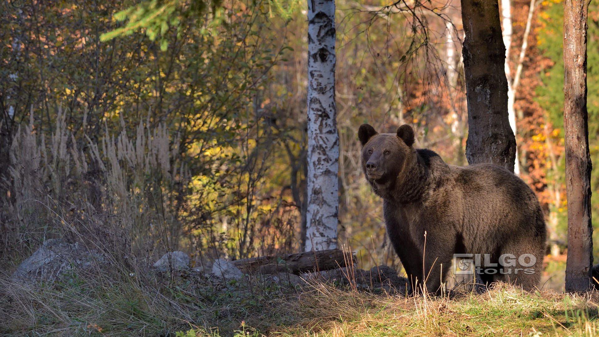 Adult Brown Bear in Romania