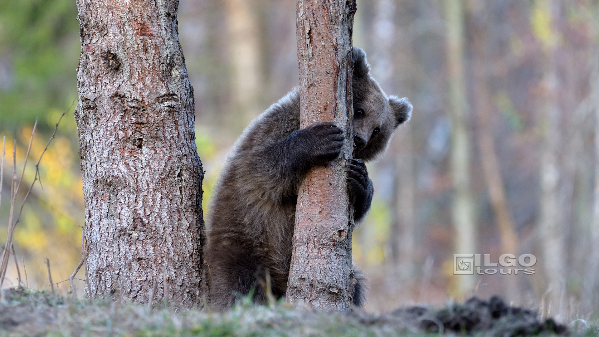Wild Brown Bears Hide