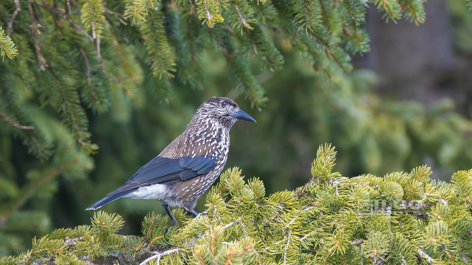 birding tours in europe