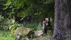 transylvania bears photo tour