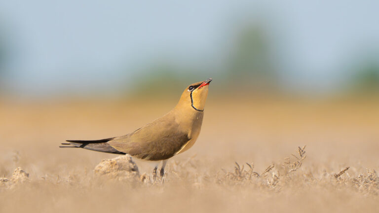 birding tours in europe