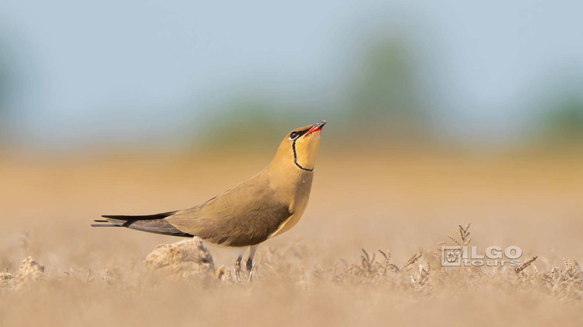 birding tours in europe