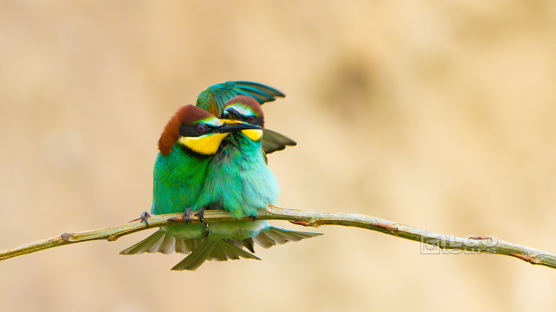 birding tours in europe