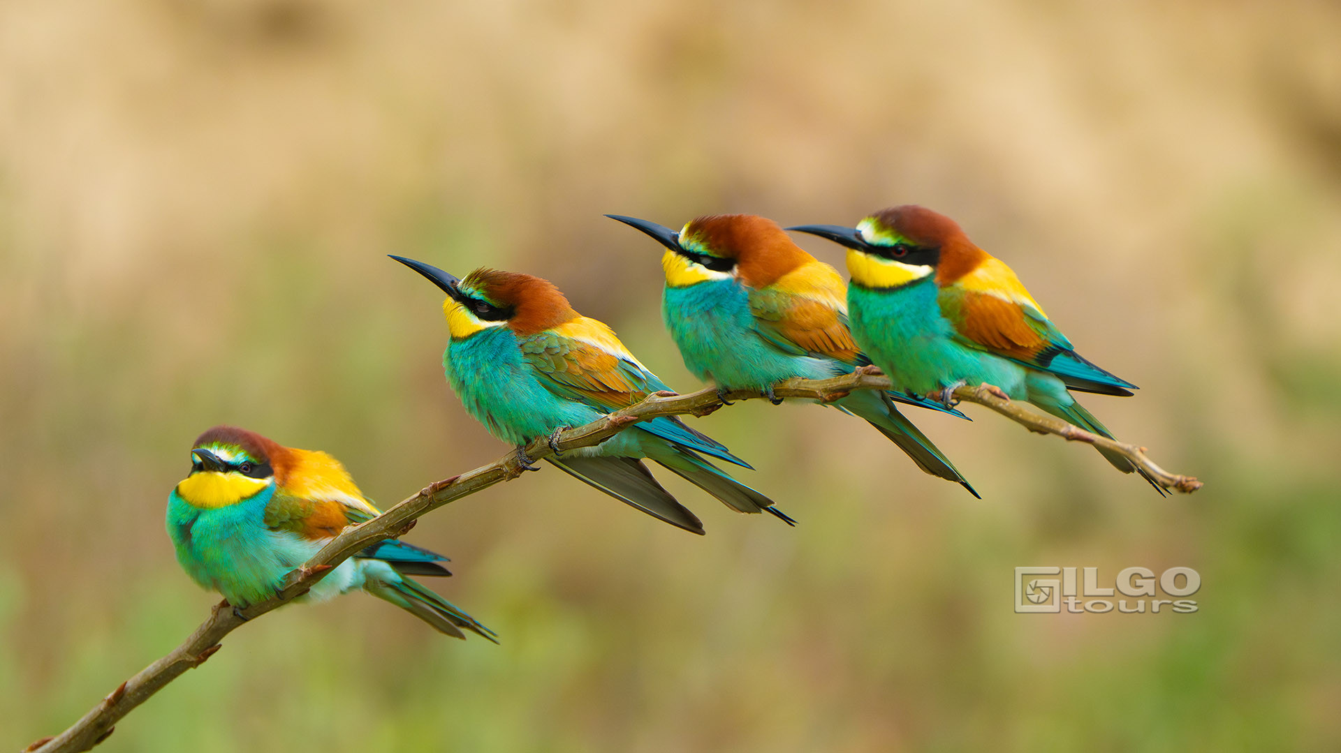 birding tours in europe