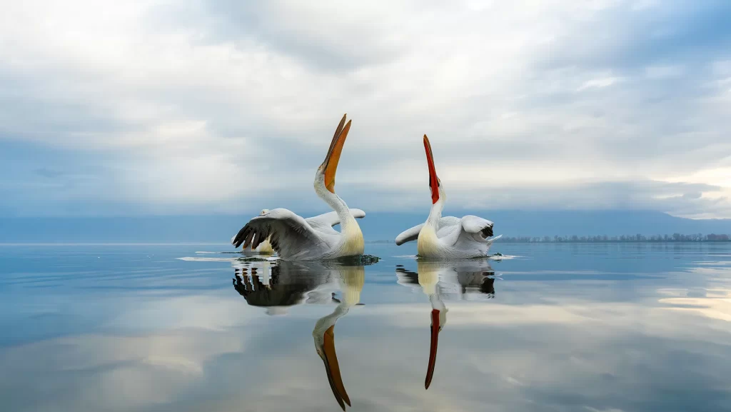 Kerkini Circus, pelicans jumping for fish