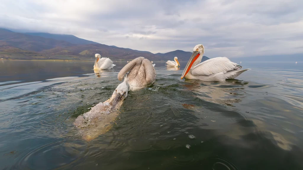 Pelican picking a fish at Lake Kerkini