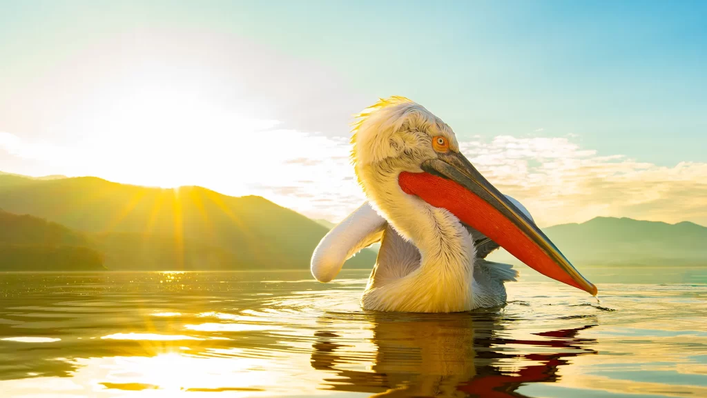 Pelican at sunrise, in KErkini