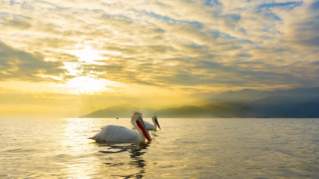 Sunrise with pelicans, in Kerkini