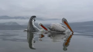 Pelicans at Lake KErkini, with reflection