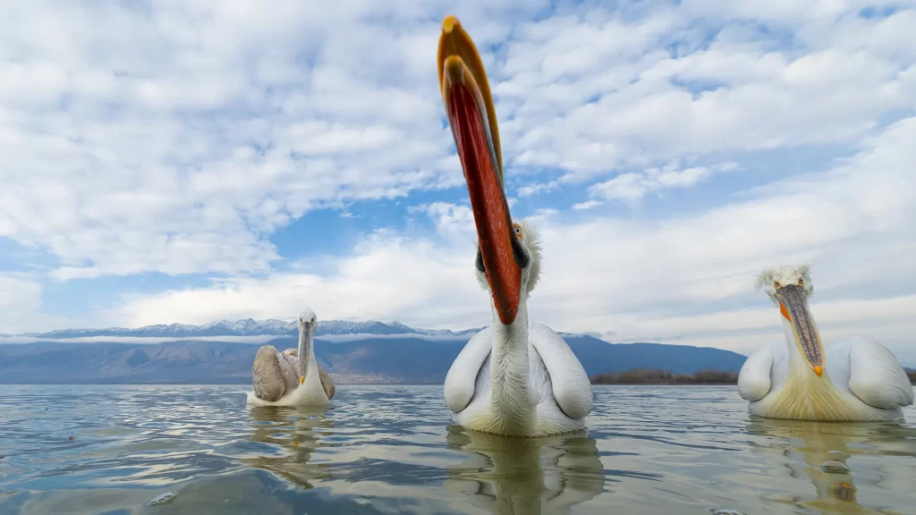 Pelican in Kerkini, photographed at low angle