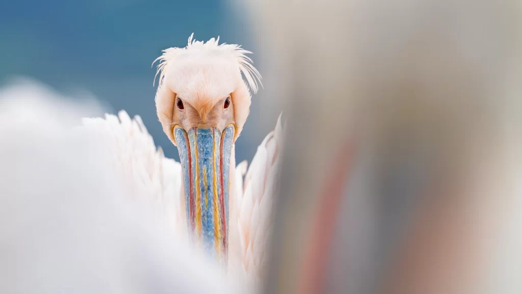 Dalmatian Pelican at Kerkini Lake