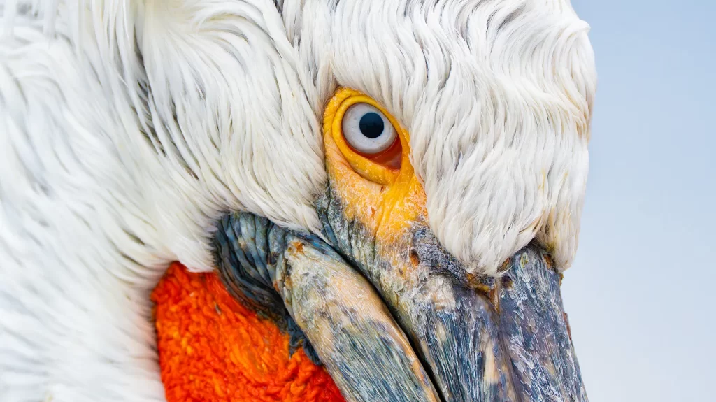 Pelican Portrait at Kerkini