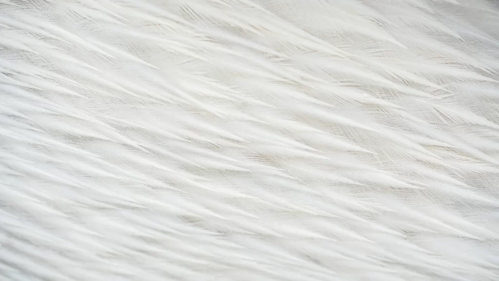 Pelicans feathers details, in Kerkini