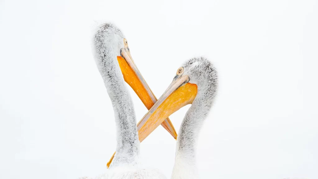 Young Dalmatian Pelicans playing, on mist background