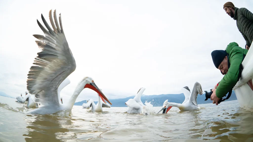 Photographer taking pictures of Pelicans at Kerkini Lake