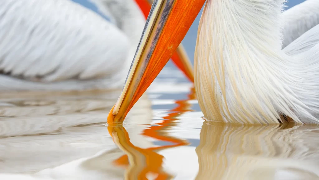 Details of pelicans beaks at Kerkini