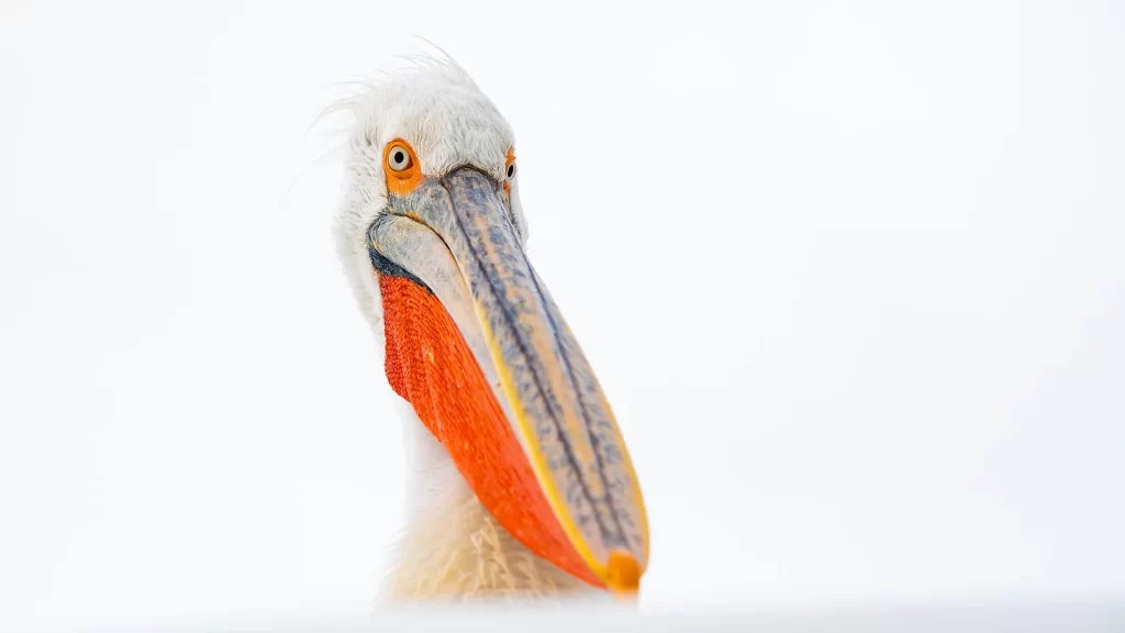 Kerkini Lake Pelican Photo Tours – A Photographer’s Guide Built on Experience (4)