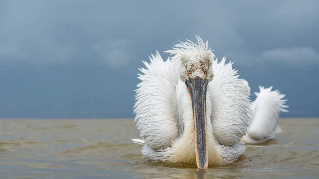 Kerkini Pelican in a strong wind