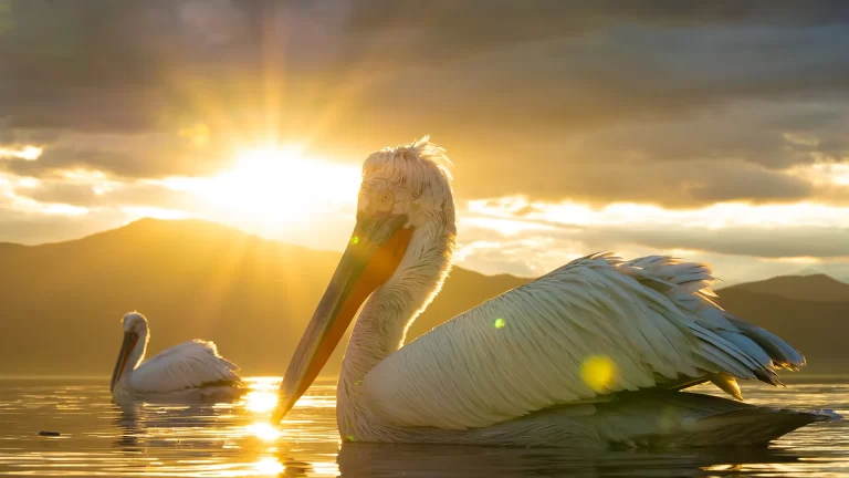 Dalmatian Pelican at Lake Kerkini, in sunrise light