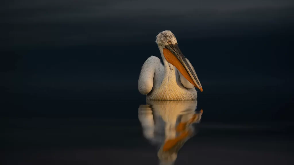 Pelican in Kerkini, photographed at low angle
