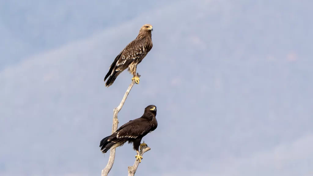 Lesser spotted Eagles at Kerkini Lake