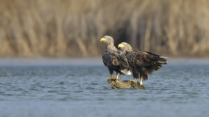 birding tours in europe