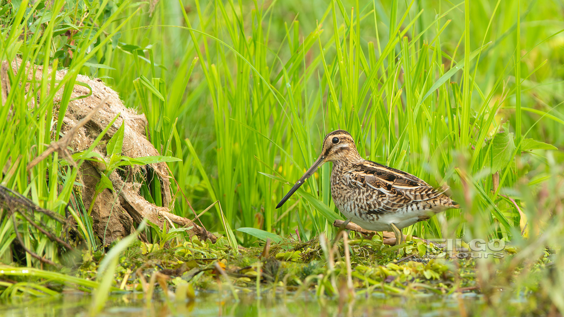 birding tours in europe