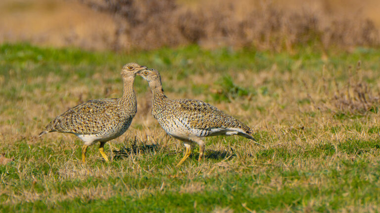 birding tours in europe