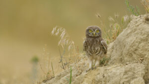 birding tours in europe