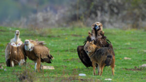 birding in europe