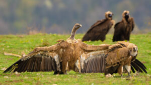 birding in europe
