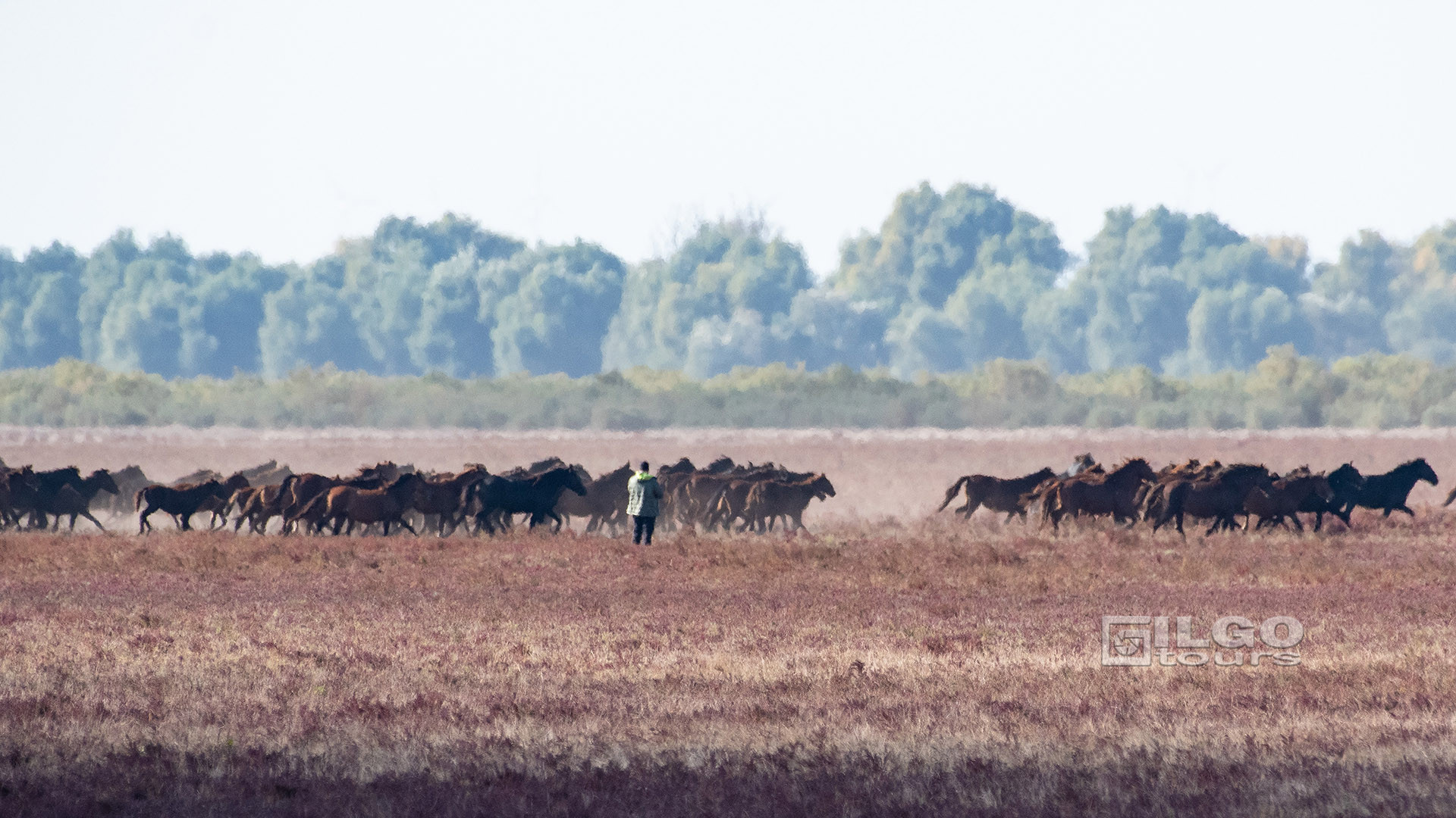 birding tours in europe