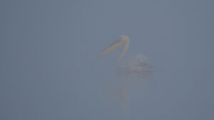 birding tours in europe