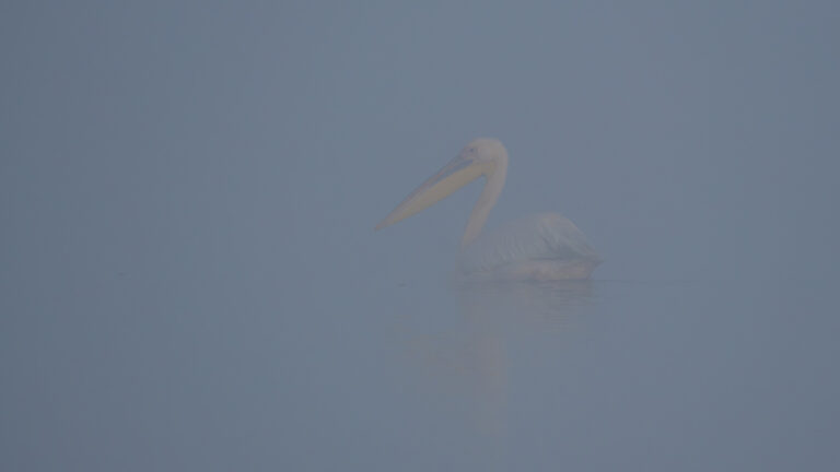 birding tours in europe