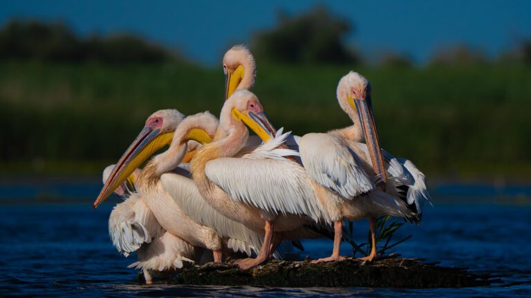 wildlife danube delta
