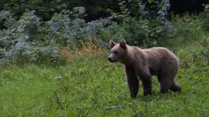 brown bear photo tour to romania