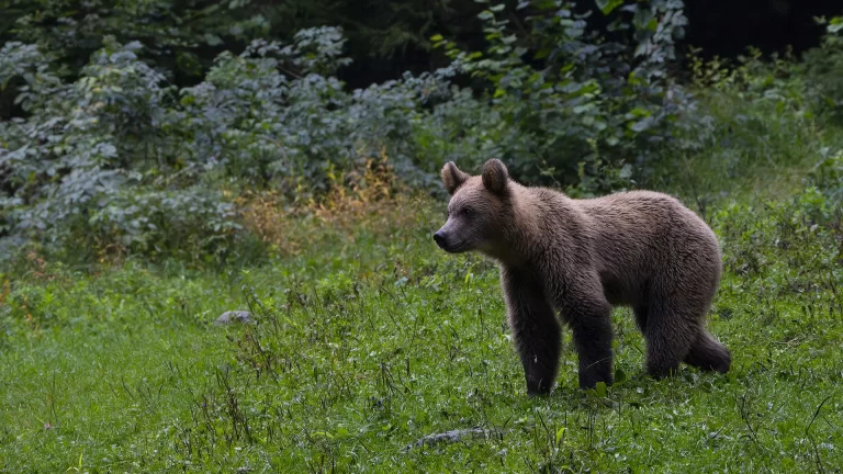 brown bear photo tour to romania