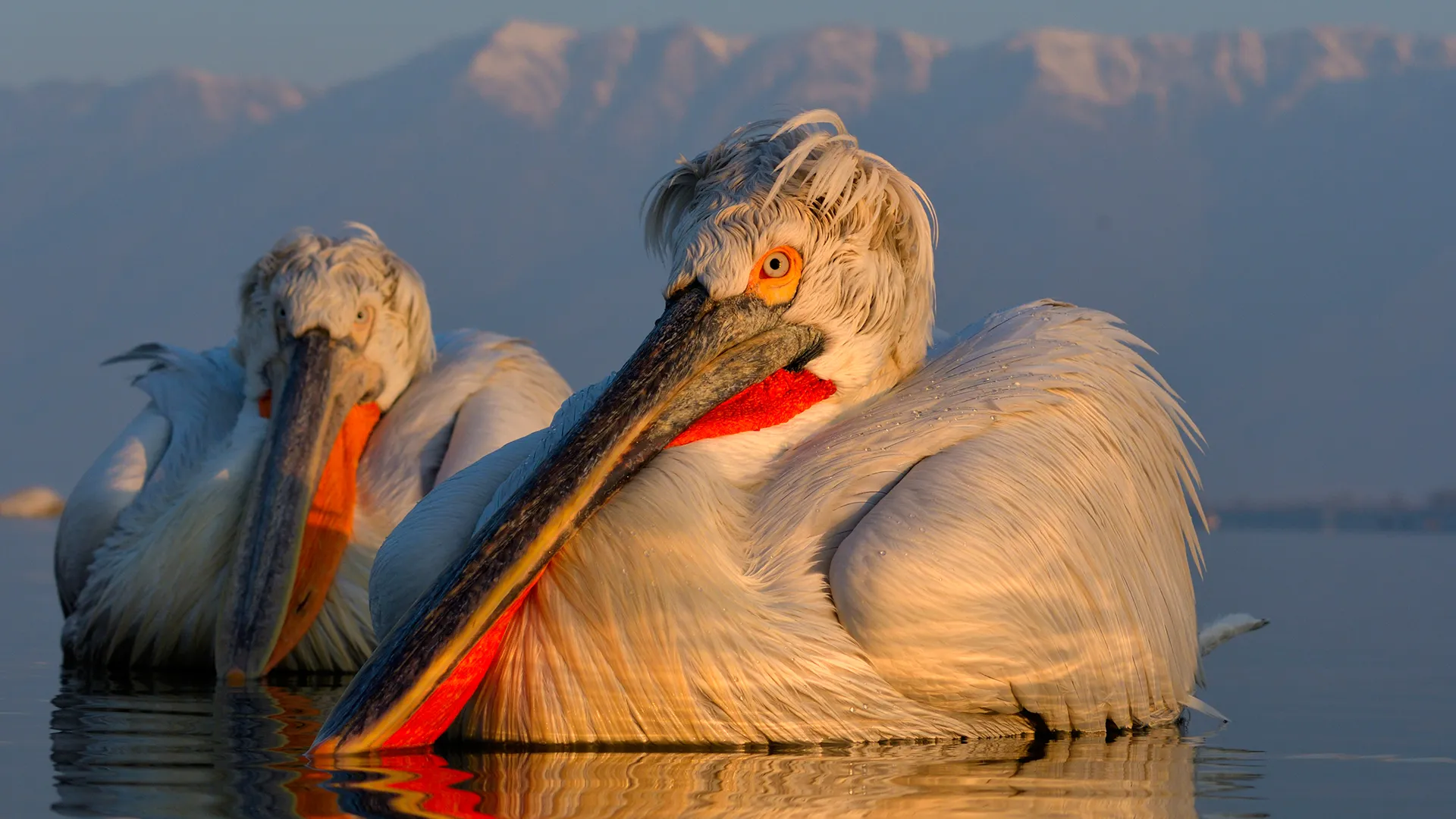 Dalmatian Pelicans at Kerkini Lake, in Winter